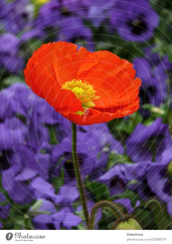 Ziermohn Garten Natur Pflanze Frühling Sommer Blume Blüte Park blau mehrfarbig grün orange rot Mohn Klatschmohn gartenblume Farbfoto Außenaufnahme Nahaufnahme