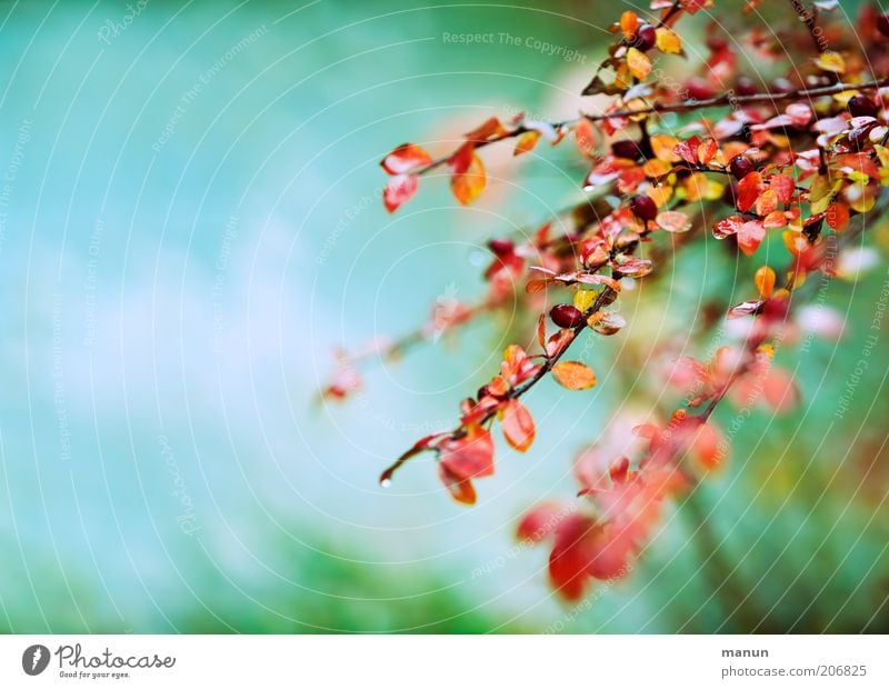 Cotoneaster Natur Herbst Pflanze Sträucher Fruchtstand herbstlich Herbstbeginn Herbstlaub schön Farbfoto Außenaufnahme Zwergmispeln Zweig Tag