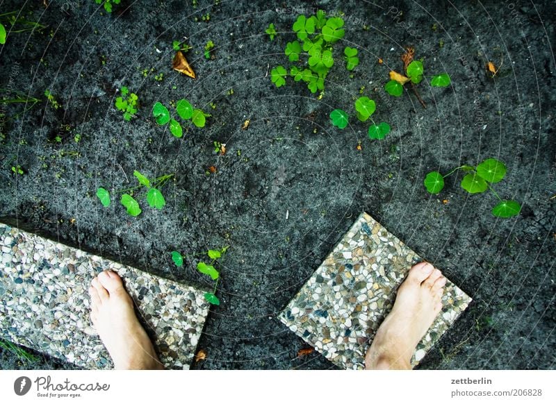 Clustergärtnerei Pflanze Frühling Garten Juni Sommer Wachstum Beet Fuß stehen Barfuß sprößlinge Erde Boden Jungpflanze Bodenplatten Vogelperspektive Grünpflanze