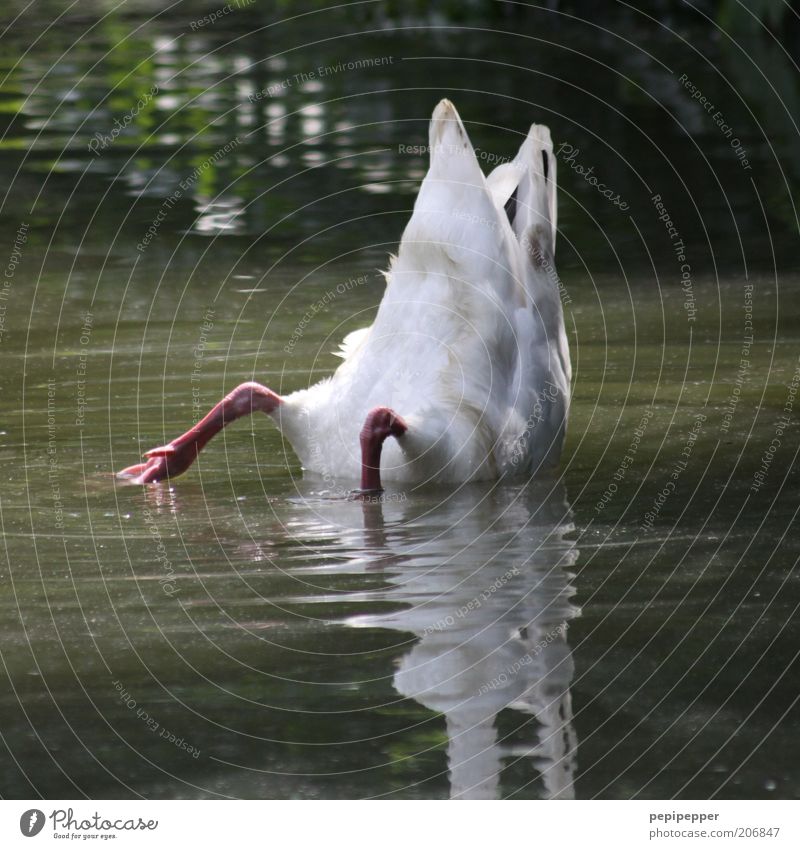 Köpf - chen in das Was - ser... Wasser Teich Tier Schwan 1 tauchen Farbfoto Außenaufnahme Tag Licht Schatten Kontrast Reflexion & Spiegelung