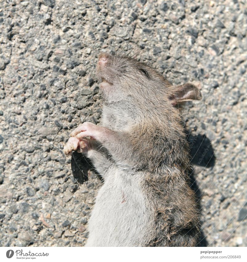 Mausetod Tier Totes Tier Tiergesicht Pfote 1 Tod Nagetiere Farbfoto Gedeckte Farben Außenaufnahme Tag Schatten Kontrast Tierporträt Oberkörper Nahaufnahme