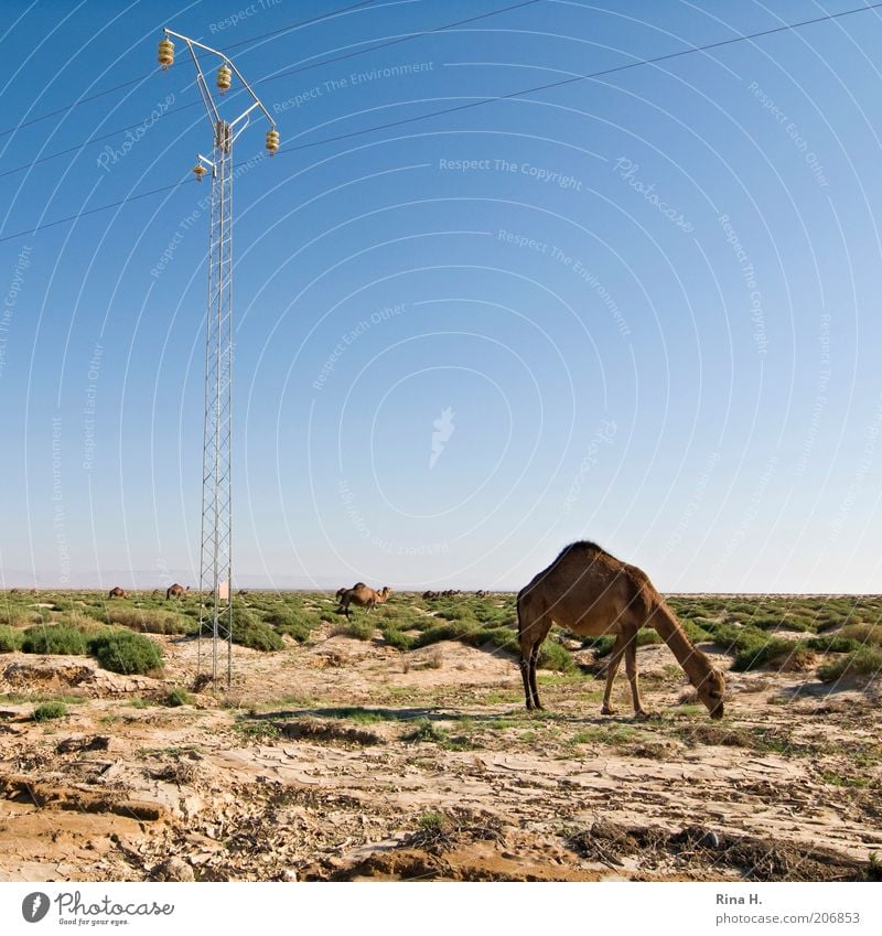 Strom für alle Ferien & Urlaub & Reisen Tourismus Abenteuer Ferne Energiewirtschaft Umwelt Natur Landschaft Erde Sand Himmel Horizont Gras Sträucher Tunesien