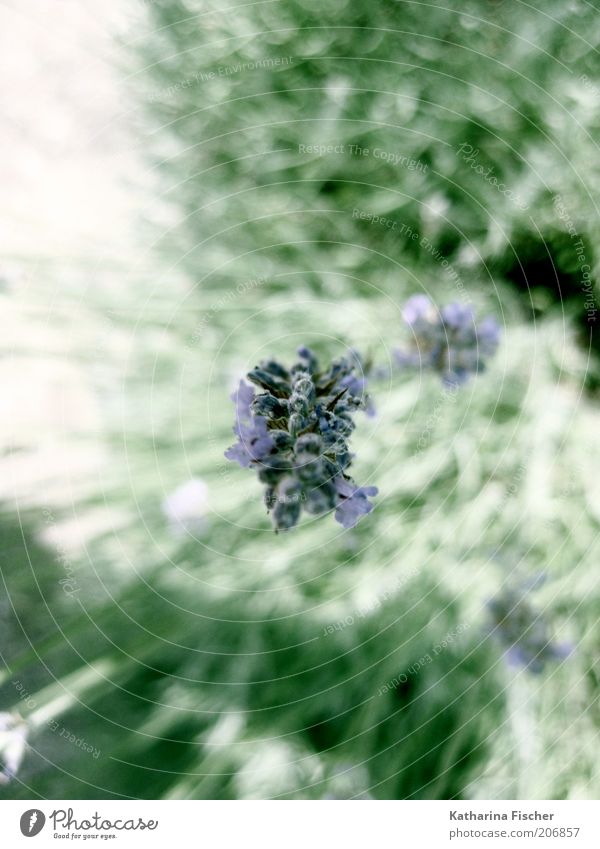 Lavendel Pflanze grün violett Natur Heilpflanzen außergewöhnlich Beginn Blühend Duft Frühlingsgefühle Sträucher Topfpflanze Nutzpflanze Wachstum Leben frisch