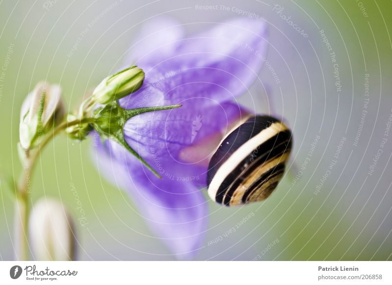 snail mail Umwelt Natur Pflanze Tier Luft Sommer Blume Blüte Grünpflanze sitzen Schnecke Glockenblume schön Schleim unbeliebt Schneckenhaus Fressen