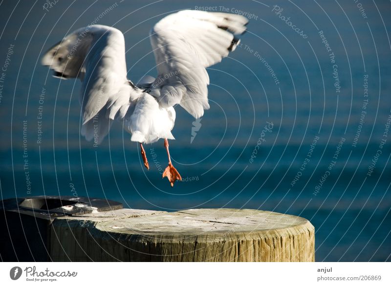 Möwe Natur Wasser Tier Wildtier Vogel Flügel 1 fliegen wild blau Kraft Leben Fernweh Freiheit Farbfoto mehrfarbig Außenaufnahme Textfreiraum rechts