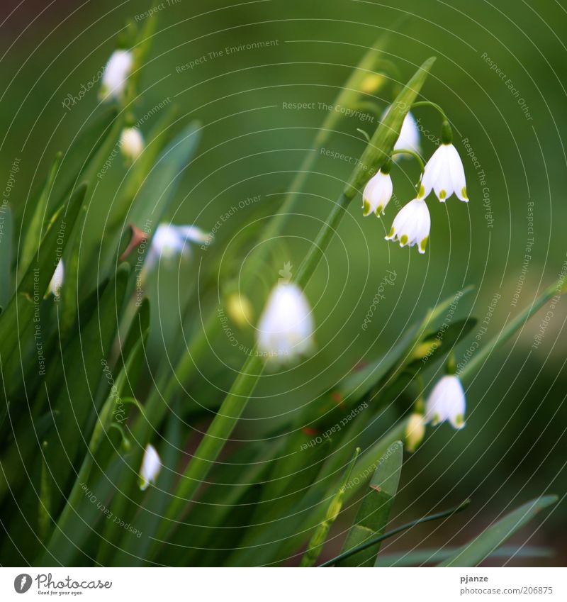 Pflücken verboten. [LUsertreffen 04|10] Umwelt Natur Pflanze Frühling Schönes Wetter Blüte Grünpflanze Wildpflanze frisch grün weiß Frühlingsgefühle