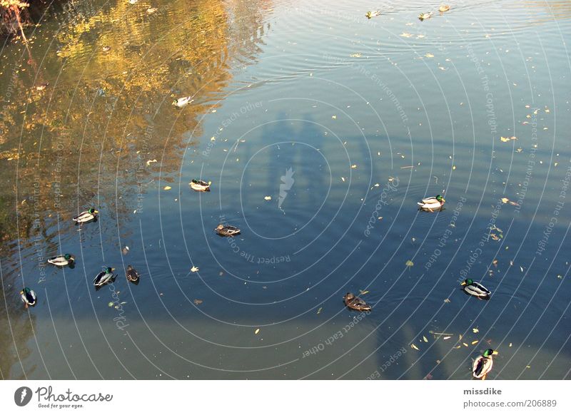 gold Freundschaft Paar Partner 2 Mensch Umwelt Natur Wasser Sommer Herbst Baum Fluss Brücke Tier Wildtier Vogel Ente beobachten füttern träumen Gefühle