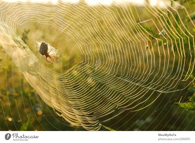 Spinnennetz 1 Tier Gold Kunststoff Wasser Netz Netzwerk wählen Coolness frei gigantisch klein natürlich Originalität Sauberkeit schön mehrfarbig gelb grün