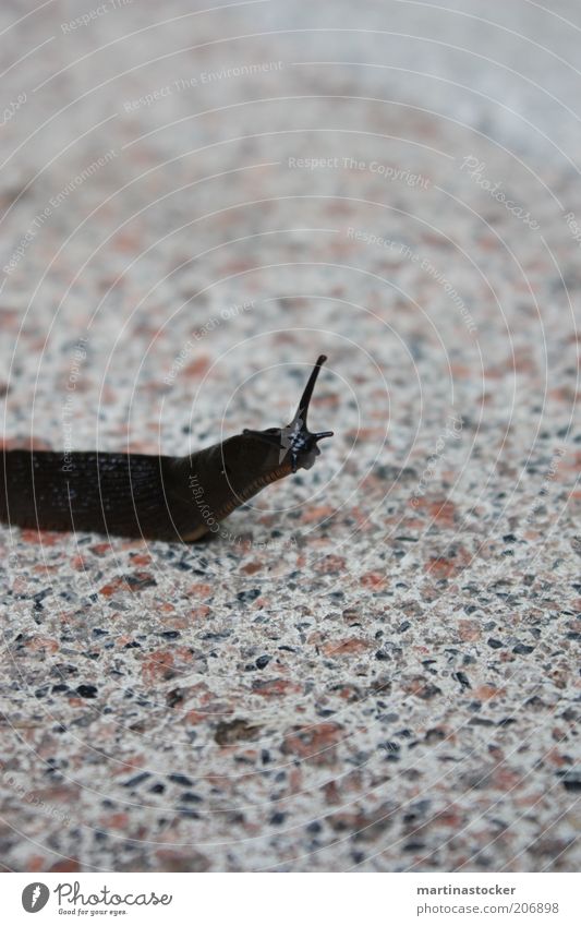 Schnecke Tier 1 Stein beobachten braun schwarz Fühler Glätte schleimig Nacktschnecken Steinboden dünn Farbfoto Außenaufnahme Menschenleer Blick nach oben