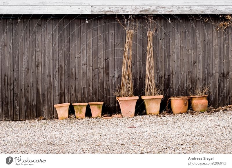 Tondern Pflanze Grünpflanze Topfpflanze Scheune Mauer Wand Holzwand Blumentopf Kübel Stein trist trocken braun Vergänglichkeit Ton-in-Ton Farbfoto