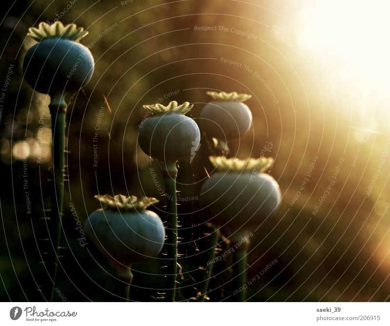 papever Natur Pflanze Sommer Papaver gut Stimmung Farbfoto Gedeckte Farben Außenaufnahme Nahaufnahme Detailaufnahme Menschenleer Morgen Morgendämmerung Licht