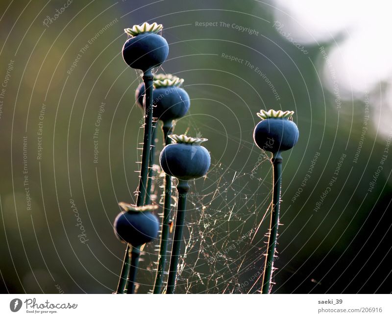 Papaver am Morgen Natur Pflanze Sonnenaufgang Sonnenuntergang Sonnenlicht Sommer Gelber Alpenmohn ästhetisch elegant gut blau Stimmung Farbfoto Außenaufnahme