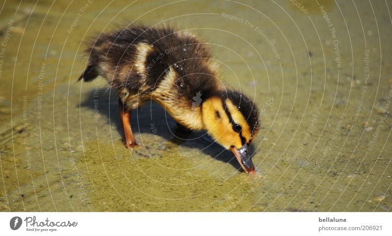 99 Kükenfotos... Umwelt Natur Sommer Schönes Wetter Wärme Teich Tier Wildtier Vogel Tiergesicht 1 Tierjunges schön Ente Entenküken Wasser Flaum Feder gelb grün