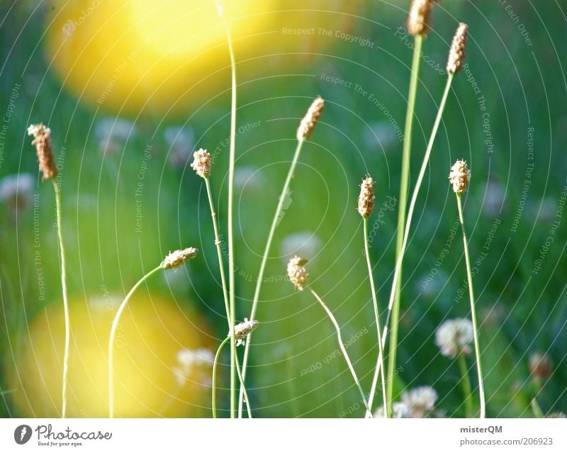 sound of silence. Umwelt Natur Landschaft Pflanze ästhetisch Blume ruhig Zufriedenheit Erholung natürlich gelb Unschärfe grün Wiese unberührt Blühend