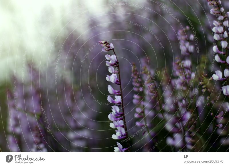 violette Frühlingsblumen bei Sonnenaufgang Lifestyle Wellness Leben harmonisch Wohlgefühl Zufriedenheit Sinnesorgane Erholung ruhig Meditation Duft