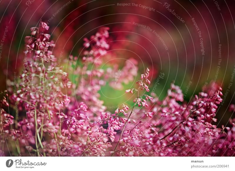 Frau Pfeifers Vorgarten Natur Sommer Pflanze Blume Sträucher Blüte Gartenpflanzen Sommerblumen Blühend Wachstum schön rosa Farbfoto Außenaufnahme Blütenstauden