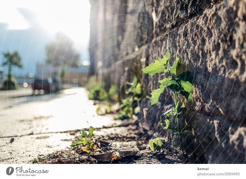 AST10 | Großstadtdschungel Umwelt Natur Pflanze Blatt Grünpflanze Wildpflanze Stadt Stadtzentrum Altstadt Haus Mauer Wand Wege & Pfade Bürgersteig Stein