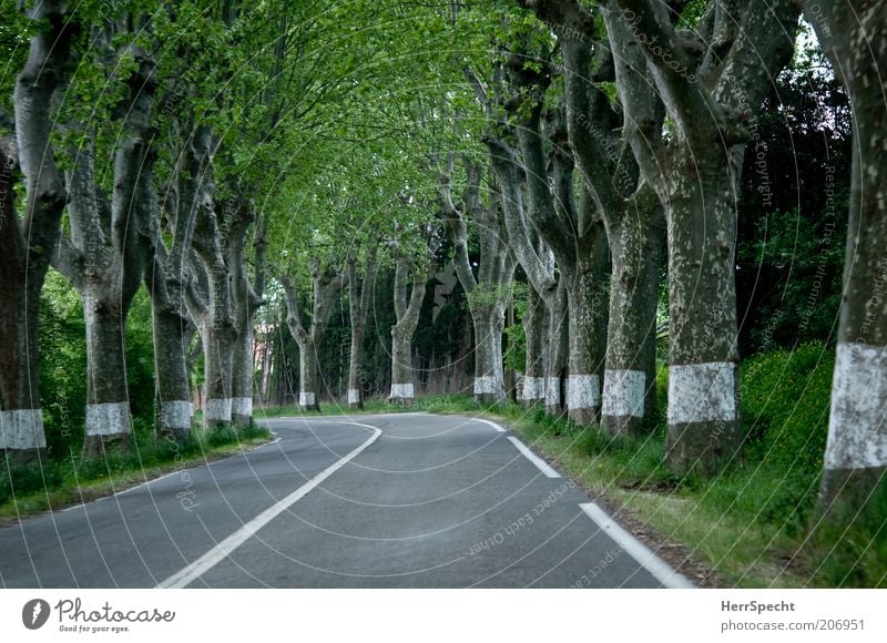 Just follow the white lines Baum Alleebäume Straße Landstraße grau grün weiß Platane Baumstamm Schilder & Markierungen Kurve leer Linie Farbfoto Außenaufnahme