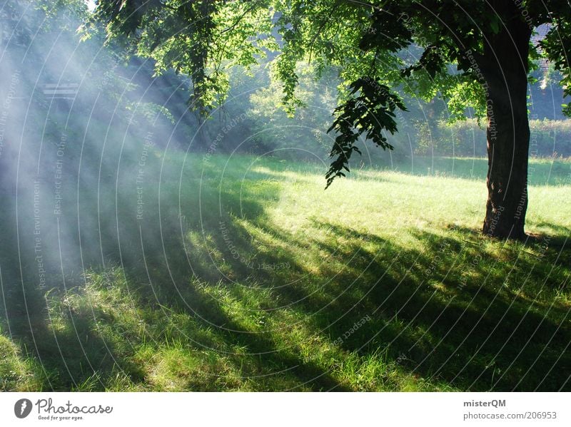 Somewhere Beautiful. Umwelt Natur Landschaft Pflanze Urelemente ästhetisch Zufriedenheit diffus Glaube Erscheinung himmlisch erhaben Romantik Waldlichtung Rauch