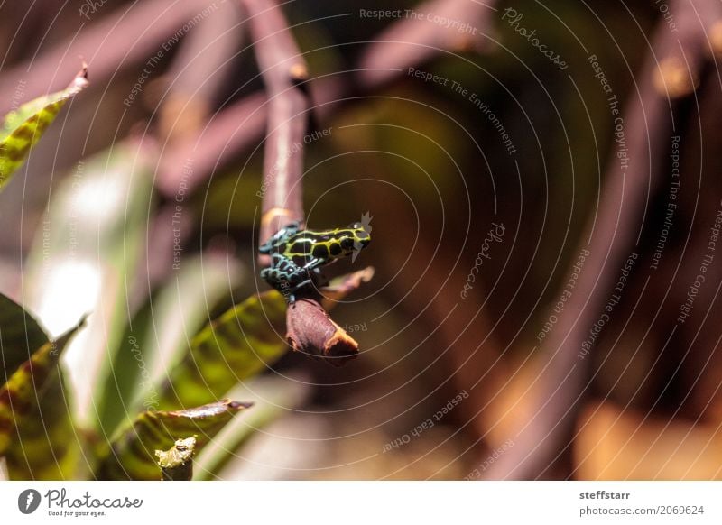 Irisierender variabler Giftpfeilfrosch Ranitomeya variabilis Frühling Pflanze Baum Wald Tier Wildtier Frosch 1 blau braun grün schwarz türkis