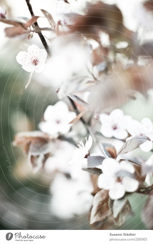 Frühling Natur Pflanze Blüte Grünpflanze Wildpflanze Blühend hell Ast Kirschblüten Gedeckte Farben Menschenleer Tag Schwache Tiefenschärfe Detailaufnahme