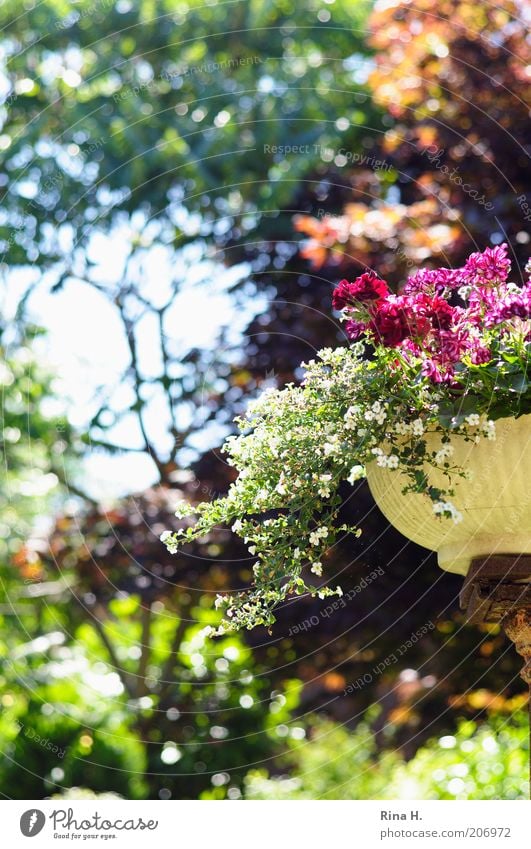 Monet Lifestyle Wohlgefühl Zufriedenheit Pflanze Sonnenlicht Sommer Klima Schönes Wetter Baum Blume Blüte Topfpflanze Garten Blühend ästhetisch Wärme grün rosa