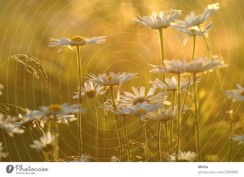 Summertime Umwelt Natur Pflanze Sommer Blume Blüte Margerite Wiese Blühend Wachstum schön natürlich Wärme gelb gold Lebensfreude Duft orange Farbfoto