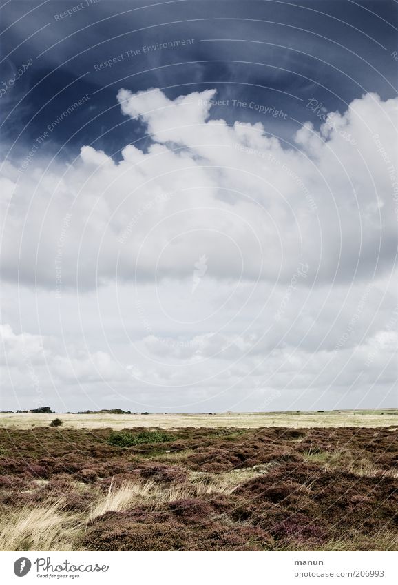 Heide Ferien & Urlaub & Reisen Tourismus Ferne Sommer Sommerurlaub Natur Landschaft Erde Wolken Wetter Gras Sträucher Wildpflanze Feld Nordsee Nordseeinsel