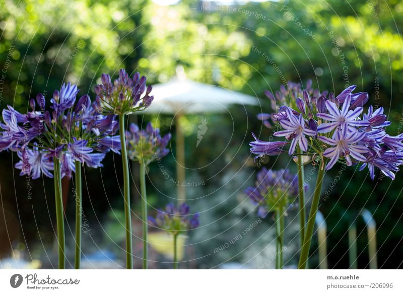 agapanthus oder die farbe lila Pflanze Blume Blüte Agapanthus Schmucklilie Garten schön grün violett blumig sommerlich Sommergarten Lilien Stengel Farbfoto