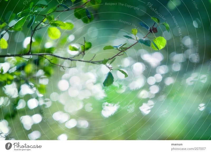 im grünen Bereich Ausflug Natur Landschaft Frühling Sommer Baum Blatt Ast Zweige u. Äste frisch natürlich Umweltschutz Farbfoto Außenaufnahme Textfreiraum unten