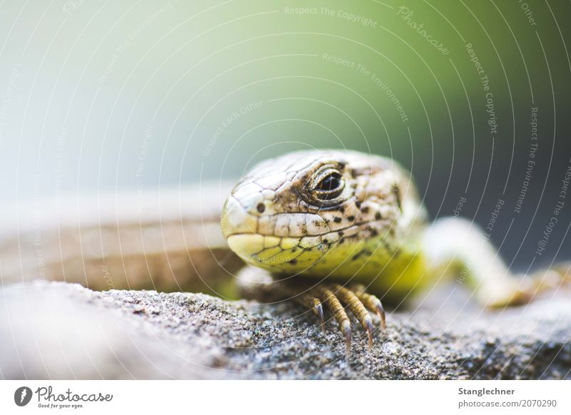 Eidechse II Natur Tier Felsen Alpen Echsen Echte Eidechsen 1 beobachten entdecken Aggression Neugier Gefühle böse Böserblick Tierporträt Tiergesicht Krallen