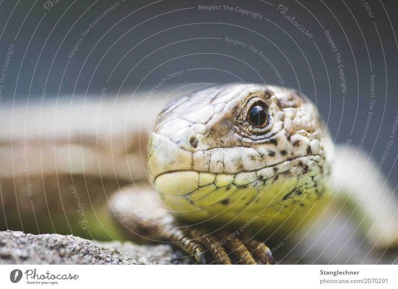 Eidechse III Umwelt Natur Tier Felsen Wildtier Echte Eidechsen Echsen 1 Schwimmen & Baden wild genießen Auge Tierporträt Tiergesicht Detailaufnahme