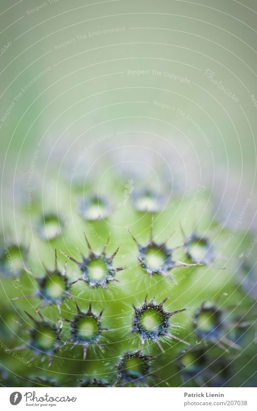 stachelig Umwelt Natur Pflanze Sommer Blume Blüte Wildpflanze exotisch grün rund mehrfarbig markant Farbfoto Makroaufnahme Textfreiraum oben Unschärfe Stachel