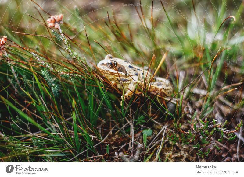 Paul, der Frosch. Umwelt Natur Pflanze Tier Erde Blume Gras Sträucher Moos Grünpflanze Wiese Wald Tiergesicht 1 authentisch Ekel Gesundheit Glück klein nah nass