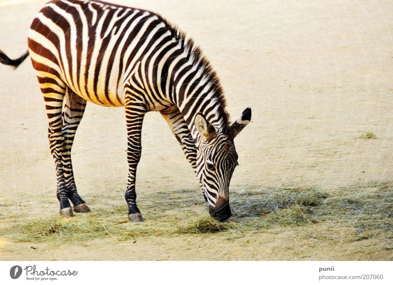 Stripes Safari Zoo Natur Tier Sand Fressen elegant Tierliebe Farbfoto Außenaufnahme Menschenleer Textfreiraum rechts Hintergrund neutral Tag Kontrast