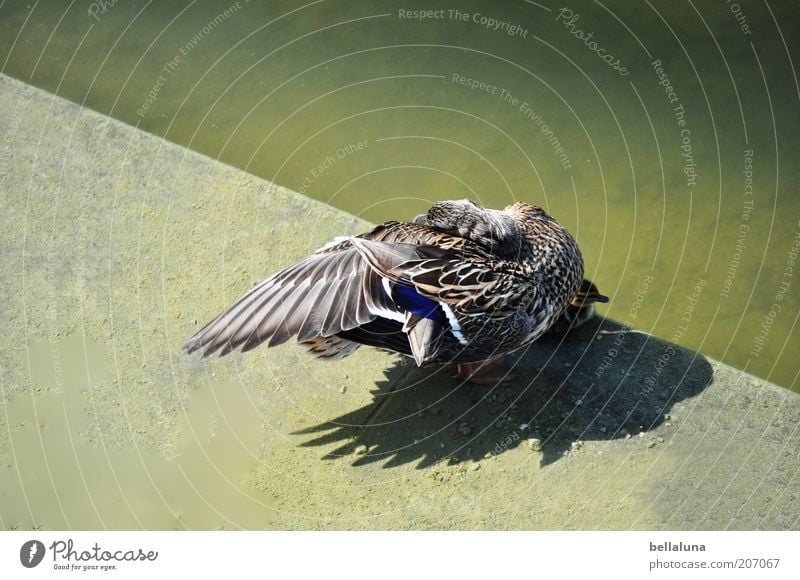 100 Einzelstücke Umwelt Natur Schönes Wetter Tier Wildtier Vogel Flügel braun grau Ente Feder Wasser Teich Seeufer Teichufer Ententeich Rückansicht Stockente