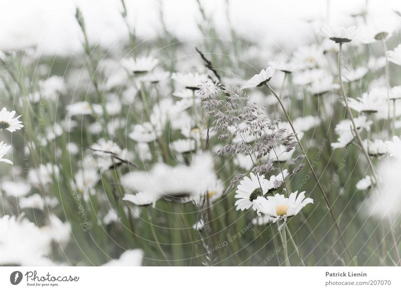 daydream Umwelt Natur Landschaft Pflanze Sommer Klima Schönes Wetter Wind Blume Blatt Blüte Grünpflanze Wildpflanze Wiese genießen Margerite schön hell weiß