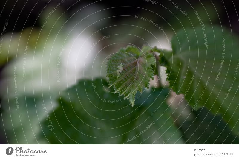 Schattendasein Umwelt Pflanze Sommer Blatt Wildpflanze Wachstum grün diffus Grünpflanze Menschenleer Textfreiraum links Blattadern Zacken Farbfoto Außenaufnahme