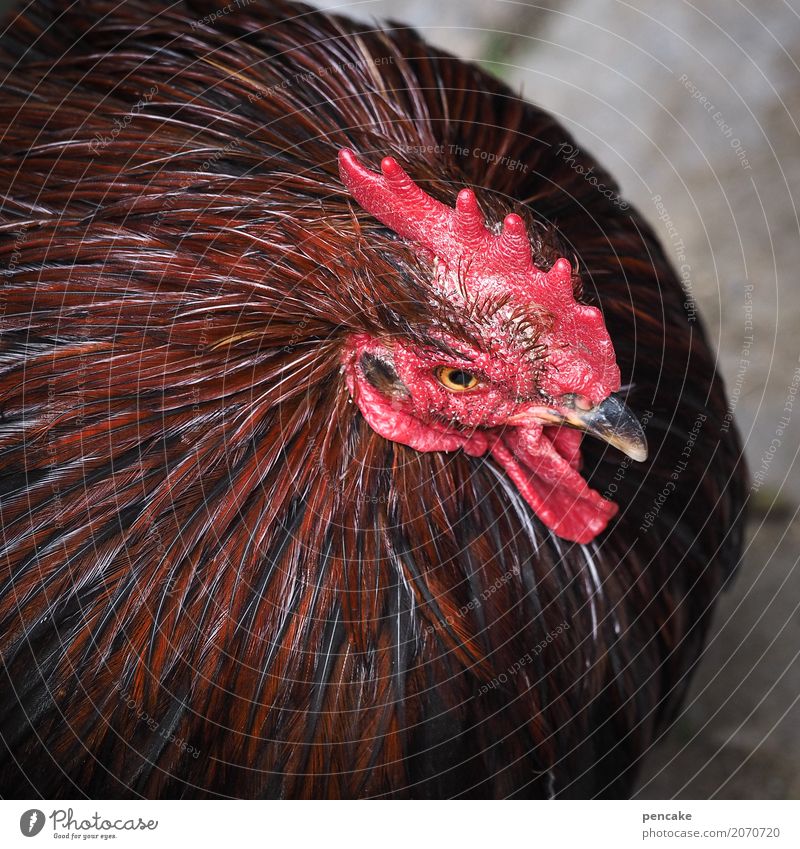 innere mitte Haustier Nutztier Vogel 1 Tier schön rund Haushuhn Kamm rot braun Steinplatten hocken ruhig Farbfoto Außenaufnahme Nahaufnahme Detailaufnahme