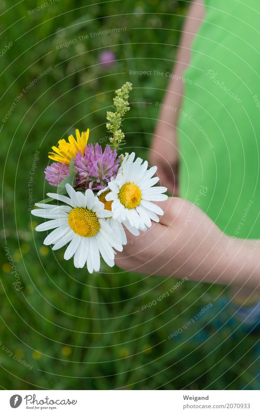 Nicht nur zum Muttertag Sommer Feste & Feiern Valentinstag Ostern Geburtstag Kind Kleinkind Hand einfach Güte Menschlichkeit trösten dankbar Gelassenheit Blume