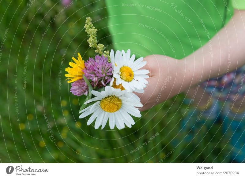 Nicht nur zum Muttertag II Kindererziehung Kindergarten Kleinkind Hand 1 Mensch Blatt Blüte Wachstum nachhaltig Güte Selbstlosigkeit Menschlichkeit Solidarität