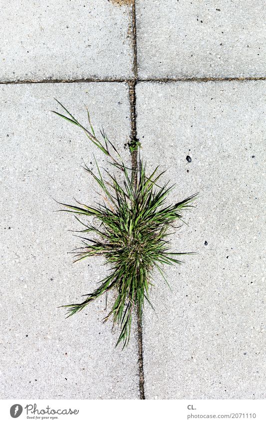 unkraut Umwelt Natur Gras Unkraut Verkehrswege Straße Wege & Pfade Boden Bodenbelag Stein grau grün Kraft Überleben Farbfoto Außenaufnahme Menschenleer