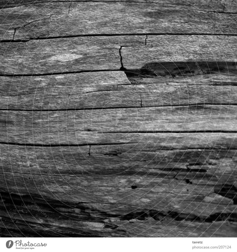 Holz Umwelt Natur alt Wandel & Veränderung Maserung Riss verwittert Strukturen & Formen wellig Totholz Vergänglichkeit Kontinuität Zeit Lebenslinie