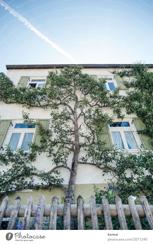 Baumhaus Häusliches Leben Garten Natur Pflanze Himmel Sommer Schönes Wetter Ast Dorf Haus Einfamilienhaus Fassade Fenster Gartenzaun Wachstum außergewöhnlich