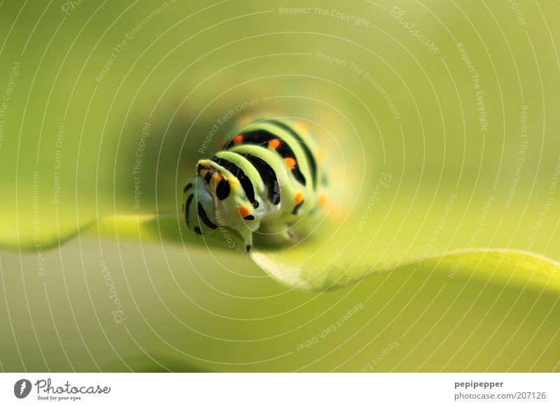 Schwalbenschwanz-Raupe Sommer Natur Pflanze Blatt Tier Nutztier Tiergesicht Fährte 1 krabbeln ästhetisch außergewöhnlich grün Farbfoto Außenaufnahme Nahaufnahme