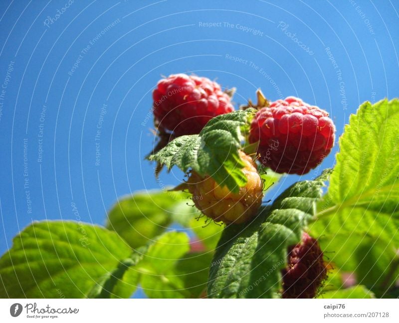 Himbeerhimmel Natur Pflanze Himmel Wolkenloser Himmel Sommer Sträucher Blatt Nutzpflanze Himbeerbusch Duft natürlich süß Wärme blau grün rot Farbfoto