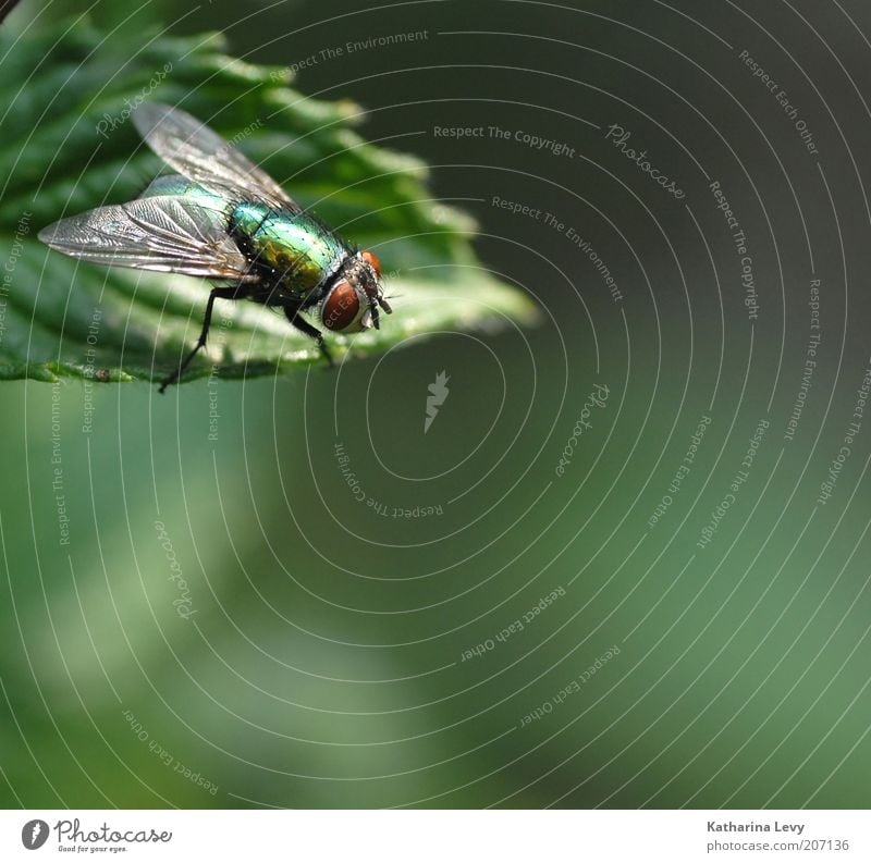 auf der Lauer Natur Pflanze Tier Frühling Sommer Schönes Wetter Blatt Wildtier Fliege 1 beobachten authentisch frei klein gold grün Perspektive Umwelt Farbfoto