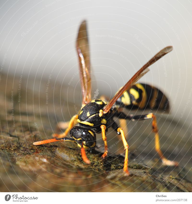 DURST: Französische Feldwespe ( Polistes dominulus ) Umwelt Natur Tier Urelemente Wasser Wassertropfen Sommer Schönes Wetter Wärme Wildtier Flügel 1 Stein