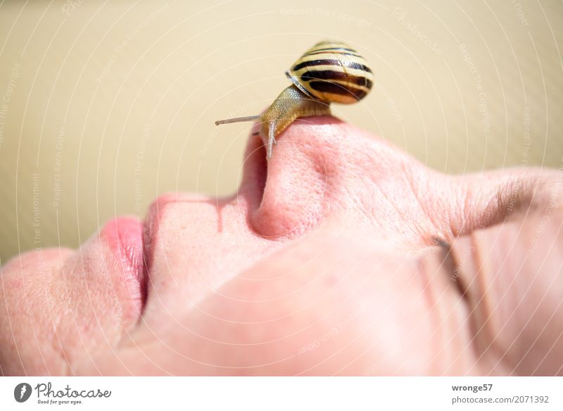 Nasenschneck Mensch feminin Frau Erwachsene Weiblicher Senior Gesicht 1 45-60 Jahre Tier Wildtier Schnecke klein verrückt braun rosa Auge Mund Mutprobe Farbfoto