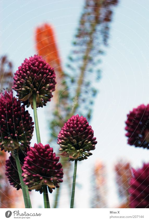 fremde Welt Natur Schönes Wetter Pflanze Blume Gras Sträucher Blüte Blühend Wachstum groß hoch violett Blütenstauden Farbfoto mehrfarbig Außenaufnahme